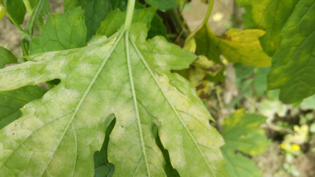 苦瓜叶背出现白色霉状物,是感染了什么病?用什么药剂防治?