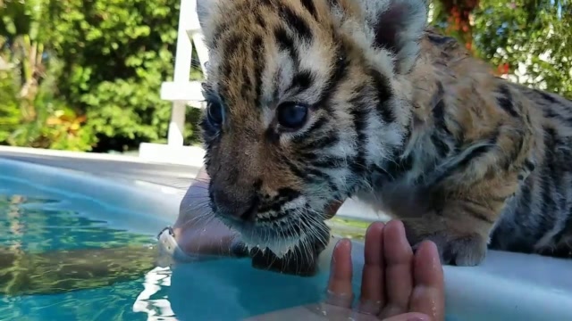 老虎宝宝首次学游泳,被水呛了一下后,这表情谁能顶得住!