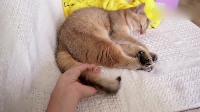 猫睡觉的时候突然被摸尾巴,尾巴疯了,猫咪:我的尾巴控制不住了