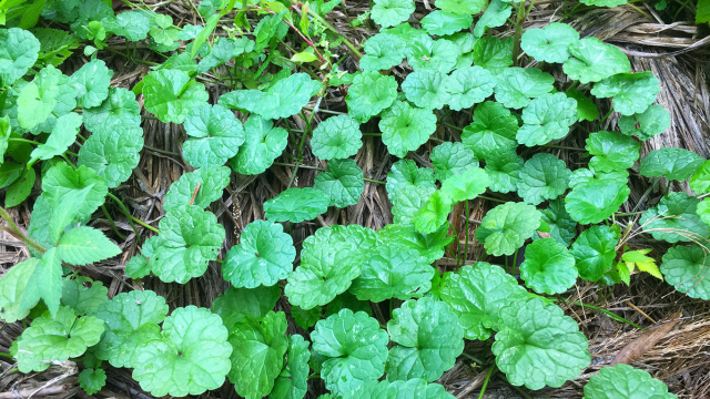 乡村平哥:肾结石尿结石的克星,这种草药你见过吗
