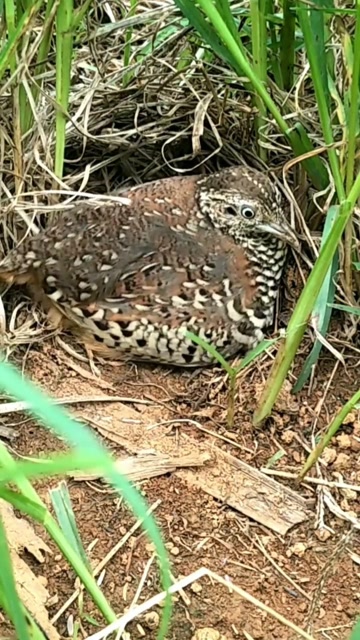 野生鹌鹑孵蛋小鹌鹑出生就跟着走了