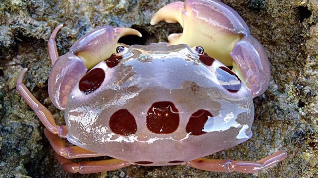 红斑瓢蟹有剧毒,日本人敢拿来当美味,他们是进化的有多快