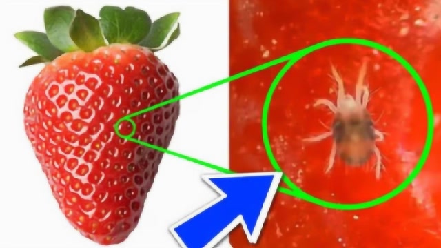 新摘的草莓是怎样的?老外显微镜放大100倍,简直不敢相信!