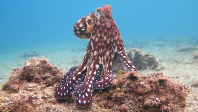 色盲都会变色啦,章鱼:看我七十二变色