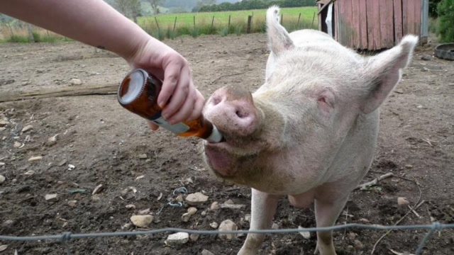 猪喝十瓶高浓度白酒,感觉猪生到达了巅峰!大家一定憋住别笑!