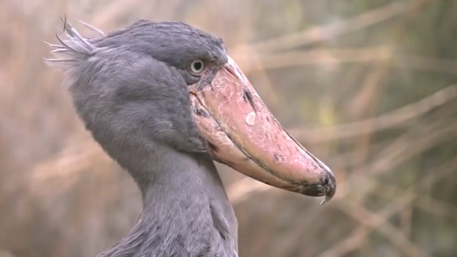 鸟类中的"憨憨",不仅喜欢拔毛送人,头还特别大