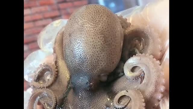 八爪鱼头里面到底有什么?用剪刀剪开之后,谁还敢吃啊