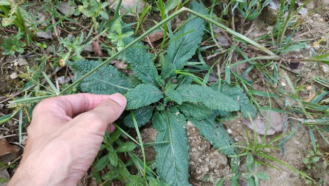 便秘,肠道不好?农村野生的"蛤蟆草",是一味很好的中药材