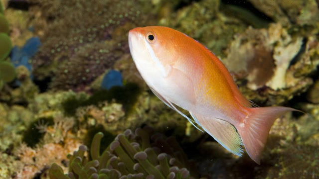 巴西这个国家,你可以感受到独特的风土人情,还能见到奇怪的鱼