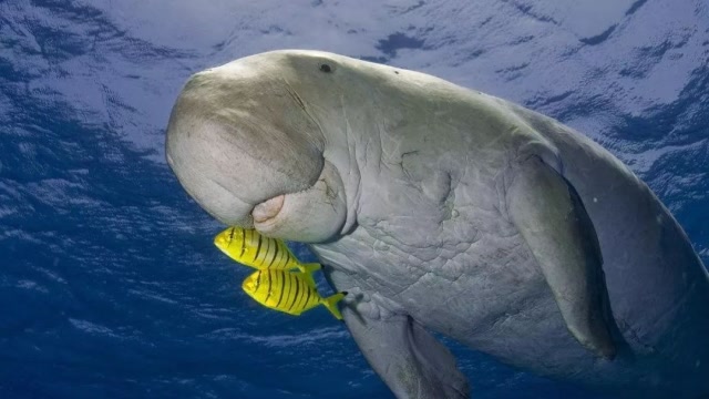 为什么儒艮被叫美人鱼并不是没有原因看完才知道