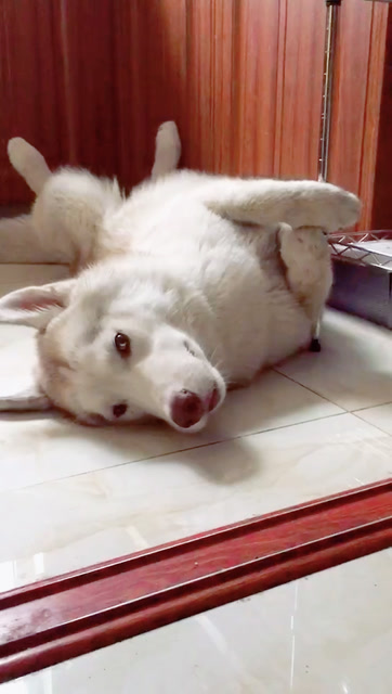 请问:你知道哈士奇闲的难受是啥样吗?