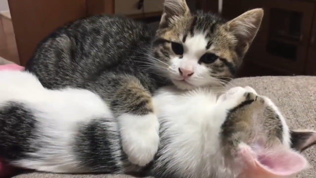 黑色小奶猫抱着熟睡的同伴,正想下口发现镜头,立马卖起了萌