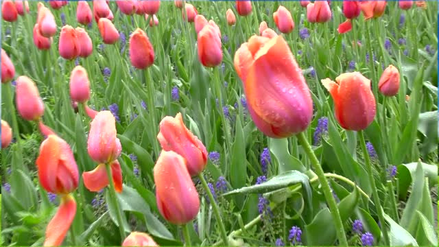 中焦渐近大特写的拍摄