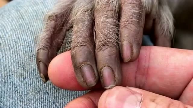 猴子的小指甲颜色好重,本想给它看看手相,可惜小猴子太抗拒!