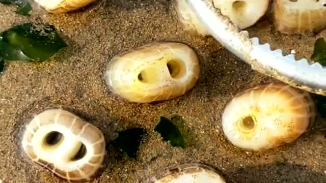 这种像猪的一样的鼻子,也就是蛏王的鼻子,今天我才知道是这么回事!