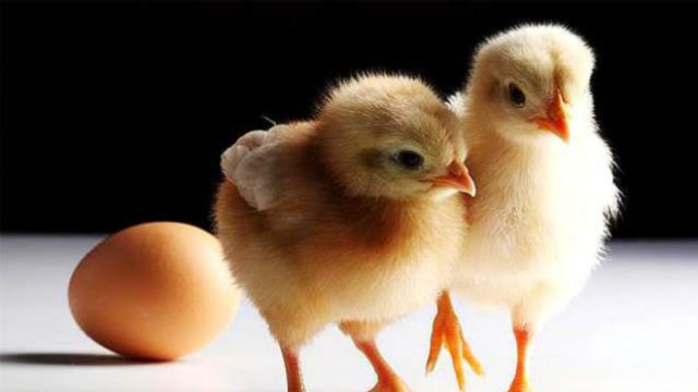 母鸡下的双黄蛋,真的能孵出2只小鸡吗?看完真不敢相信
