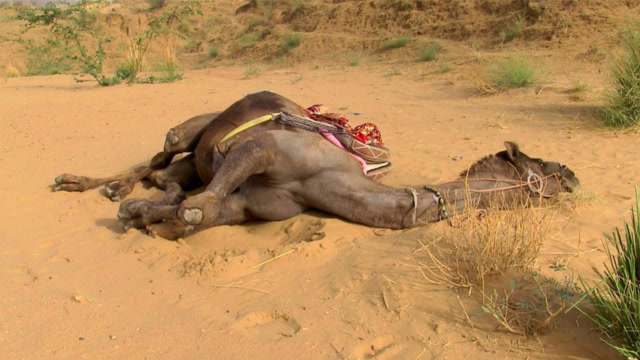 渴死的骆驼爆炸图片图片