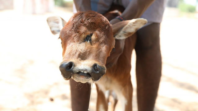 国外出现二郎神牛,三个眼睛两张嘴,长这样母牛都不敢认!