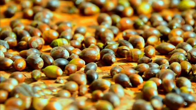 鸳鸯果对胃病可是有奇效,满满的维生素,做成粿条那叫一个绝