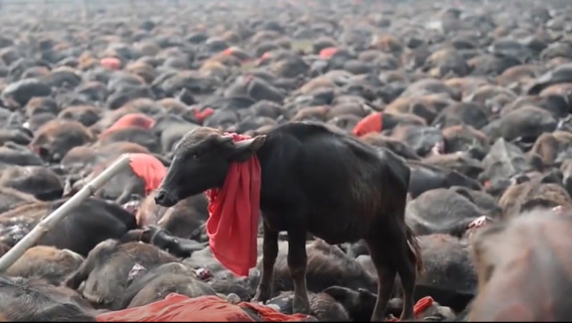 印度屠牛节屠杀几十万头牛,却一头不吃,原因让人意外