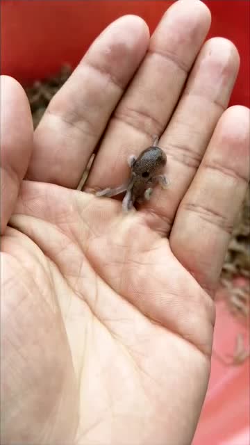 好几十斤章鱼,小时候竟然那么萌,自己养大就不舍得吃了!