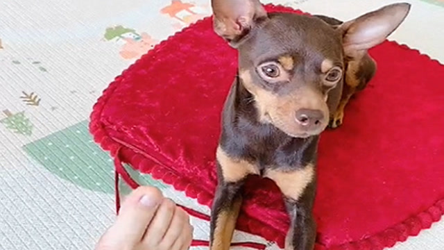 啵啵乐有洁癖, 主人还非拿它被子盖脚,这家伙举动逆天了