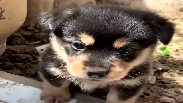 中华田园犬小时候的颜值太高了,你看这奶凶的小模样,真的可爱到爆