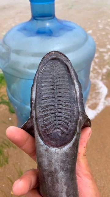 鞋底吸力鱼 果真很有吸力呀