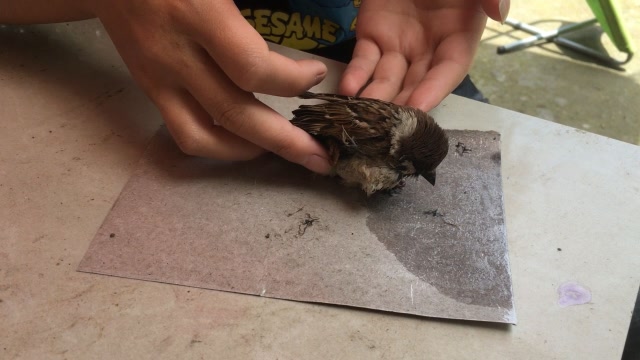 倒霉麻雀被苍蝇贴粘住,农村妹子好心救它,手上却无端多了坨粑粑