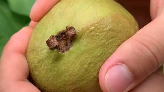 真正熟到巅峰的释迦果,掰开的一瞬间,先给我来一吨!