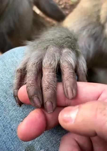 猴子的指甲竟然跟人的一模一样,人类真的是猴子进化来的吗