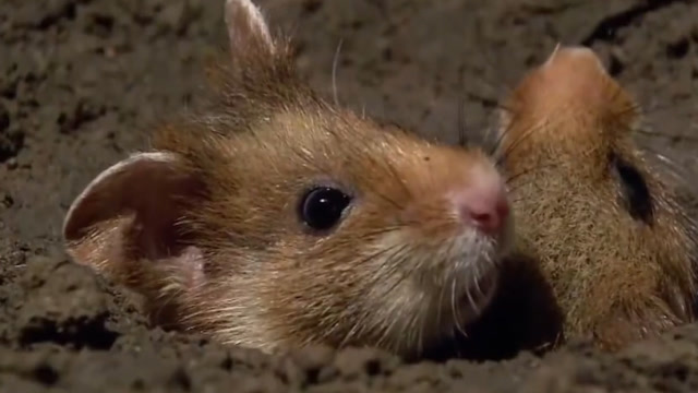 仓鼠对付臭鼬,仓鼠绝处逢生,大战一触即发