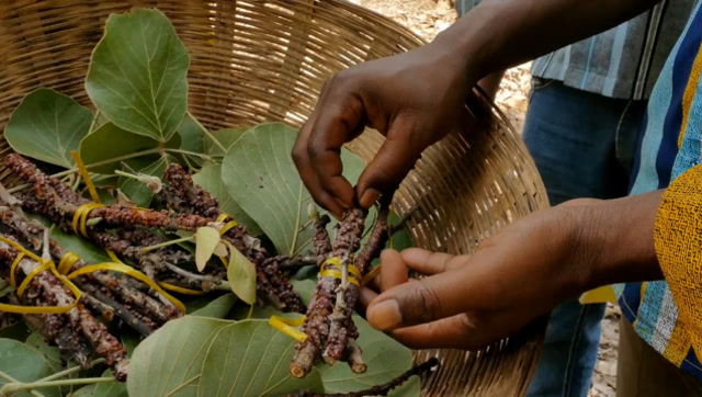 印度有一种树枝,上面有紫胶很值钱,印度人却拿它做手镯!
