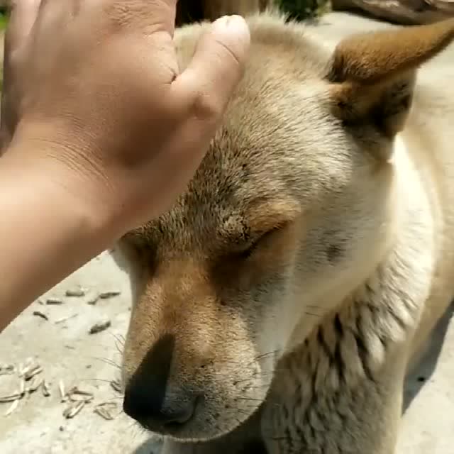 中华田园犬是我们家最可爱的小动物,只要一摸它的脸,就会很陶醉的样子