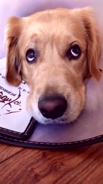 看狗狗这上挑的眼神,看起来傻呆呆的,这样样子真的萌到我了