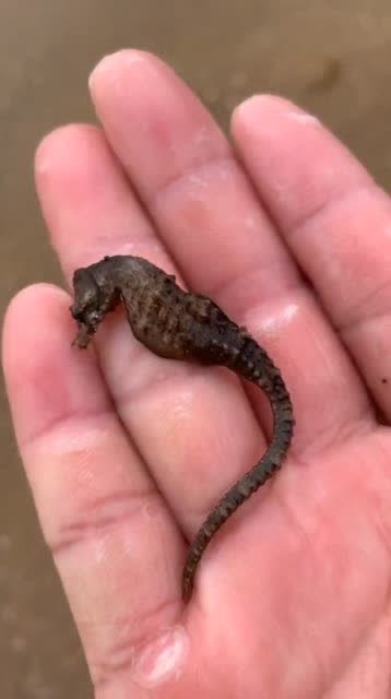 这是在赶降潮的时候,海边看到的海鲜,小海马真的是太可爱了!