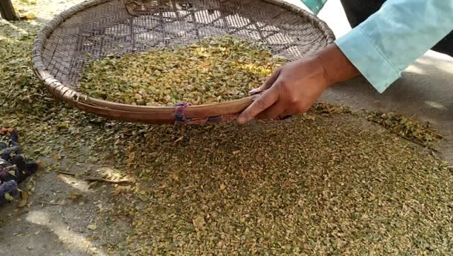 今年少雨黄豆都干死了,晒豆子打豆子筛豆子,接下来有豆浆喝啦