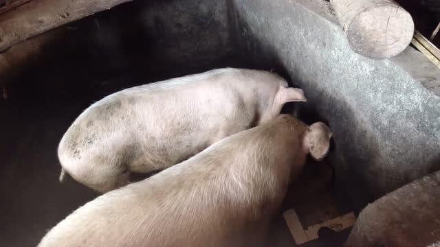 两只猪吃饭的照片图片