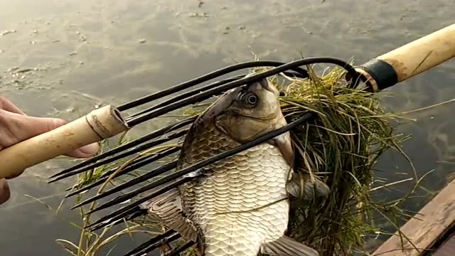 农村小伙用铁叉抓鱼,这是最传统的捕鱼方式,很多年轻人都不会使用!