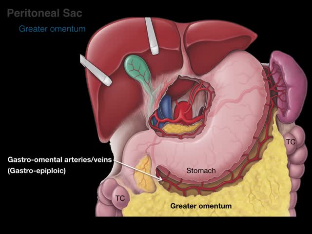 peritoneum tutorial