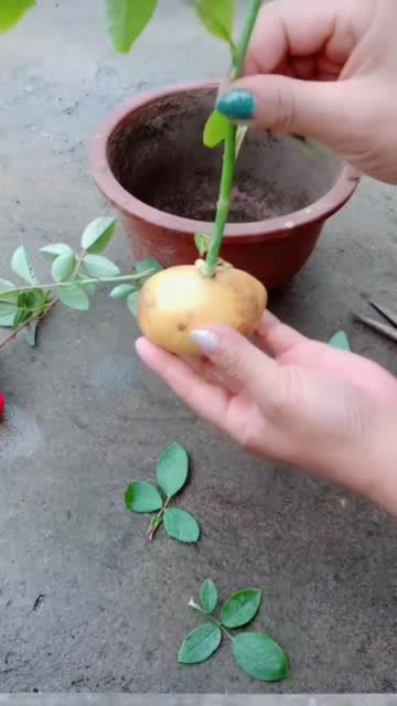 土豆扦插月季花