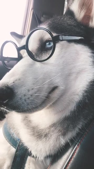 学神哈士奇,戴眼镜也太酷了!