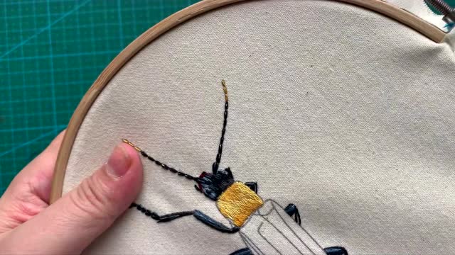 松果果紫翅丽花萤上