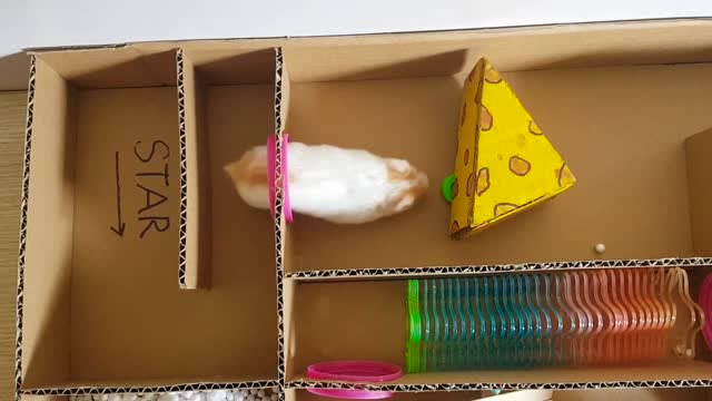 diy硬纸板做仓鼠宠物屋,看得出小家伙很满意