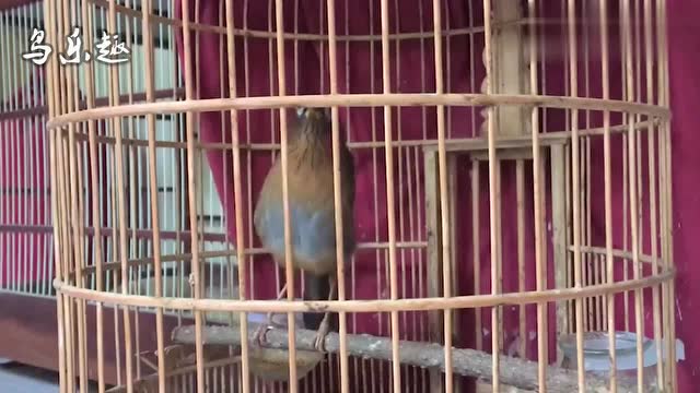 8分钟鸟叫声清脆连贯膛音洪亮画眉鸟叫声就是这么迷人