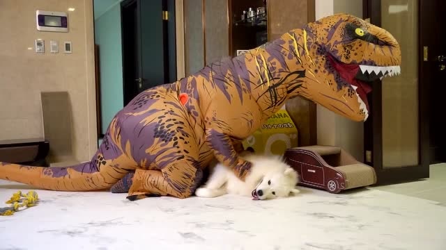 扮恐龙逗猫逗猫是热门娱乐了