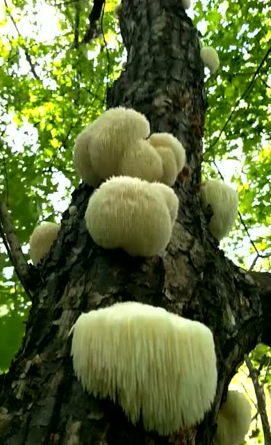 野外发现的猴头菇,没想到一棵树上长了这么多,这下发了