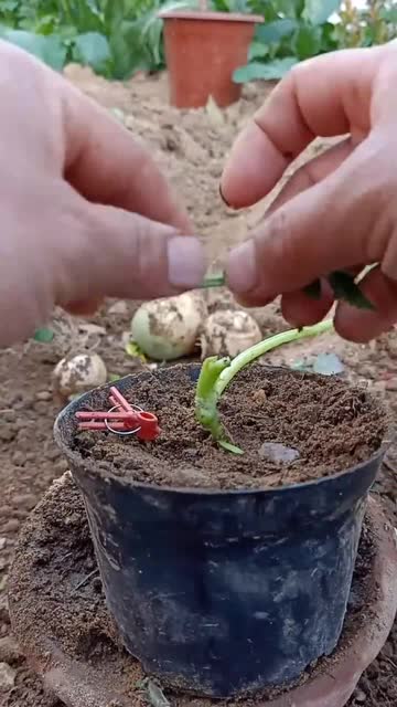 南瓜嫁接西瓜过程嫁接后提高产量和抗病