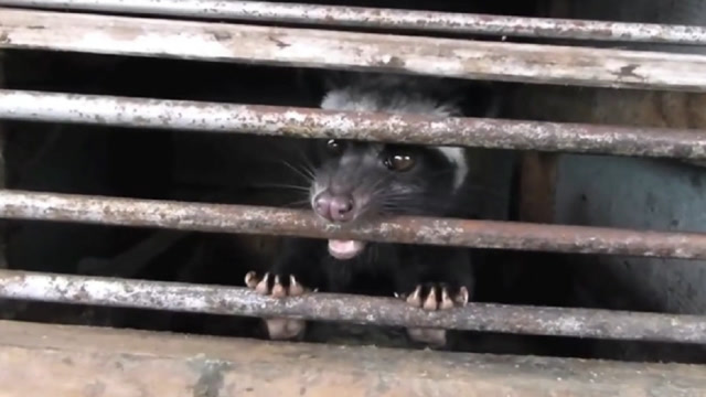 为了制作猫屎咖啡,就注定了麝香猫悲惨的一生!还有多少动物在其中