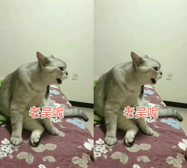我家萌宠成精了会叫老吴的猫咪